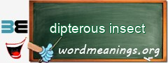 WordMeaning blackboard for dipterous insect